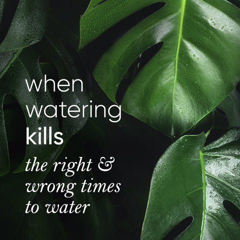 the-right-time-of-day-to-water-plants