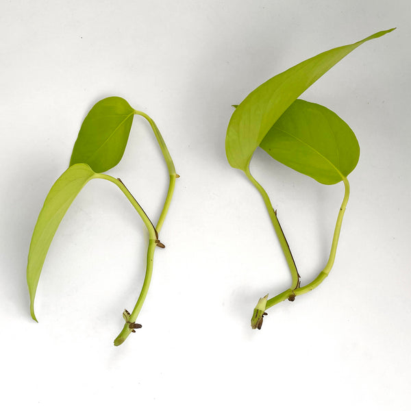 cut bottom leaves off stem cutting by node