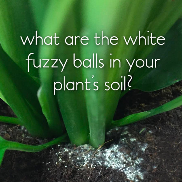 white-fuzzy-eggs-in-soil