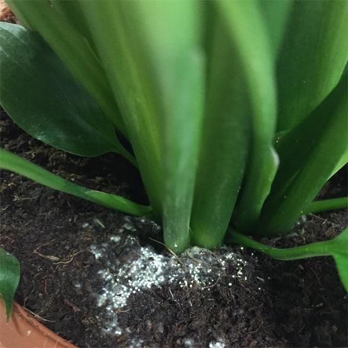 What Is This White Stuff In My Soil?? - All About Perlite – Dahing