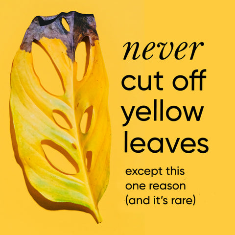 never-cut-yellow-leaves