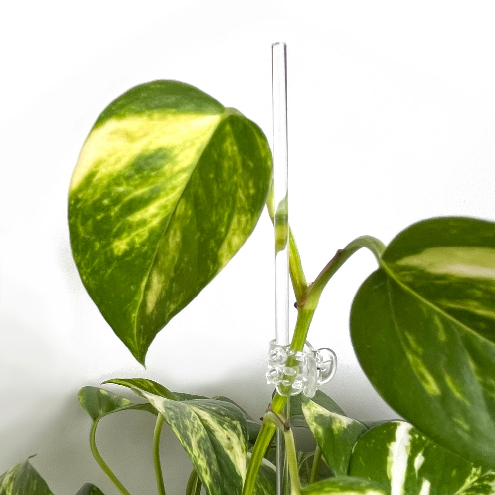 Plant Runner Neem Oil Leaf Shine – lovethatleaf