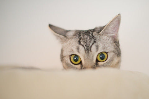 Closeup of cat staring from behind a pillow