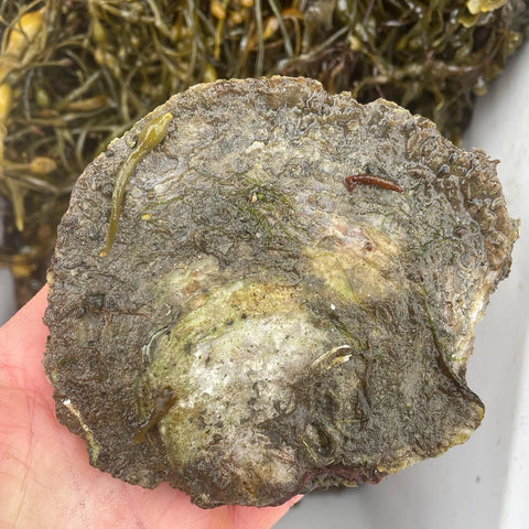 Brood stock Native European Flat Oyster - Ostrea edulis