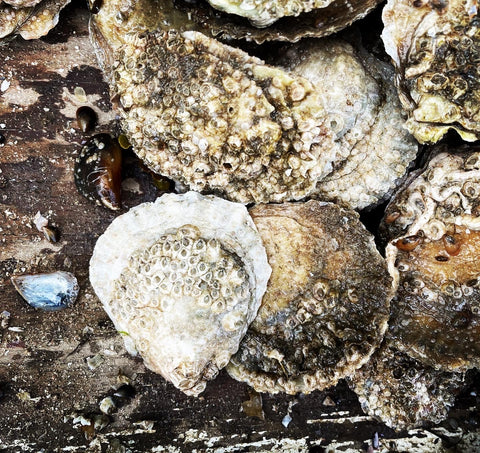 Native European Flat Oyster shell growth