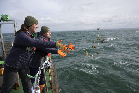 RestorationForth deploying Native oysters to Firth of Forth