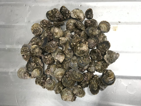 Disease Screening - Native Oysters