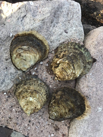 Large Adult Native European Flat Oysters