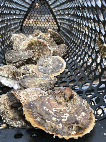 New season 2021 Native oysters