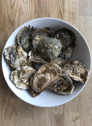 Native and Rock oyster taster samples