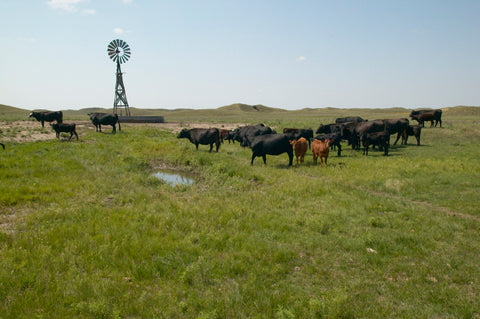 Wagyu cows gathered around a windmill