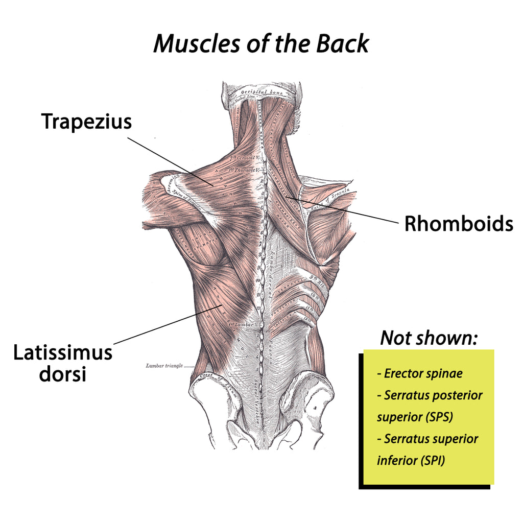 back workout muscles - anatomical diagram