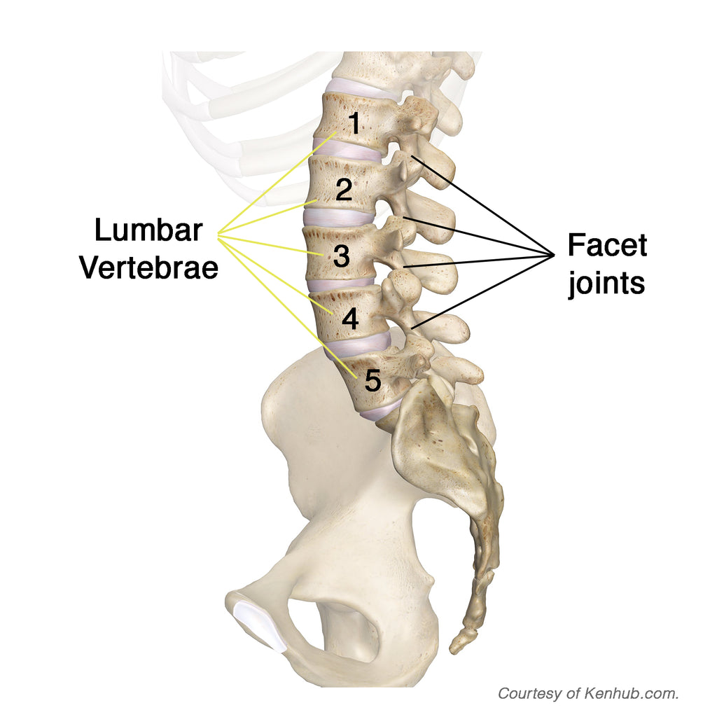 lumbar vertebrae and facet joints diagram