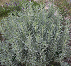 White Sage