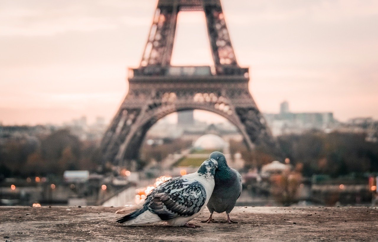 two pigeons eiffel tower