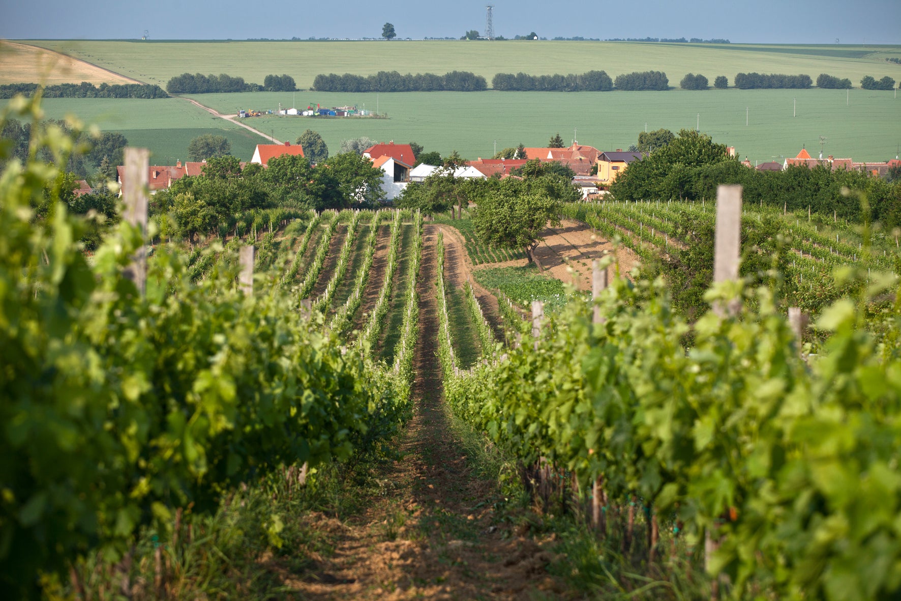 Krásná hora winery - vineyards