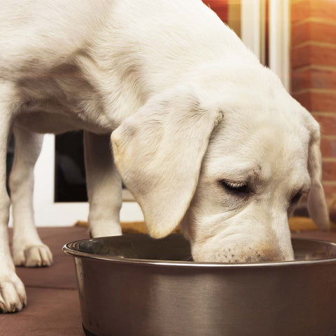 dog eating out of his bowl