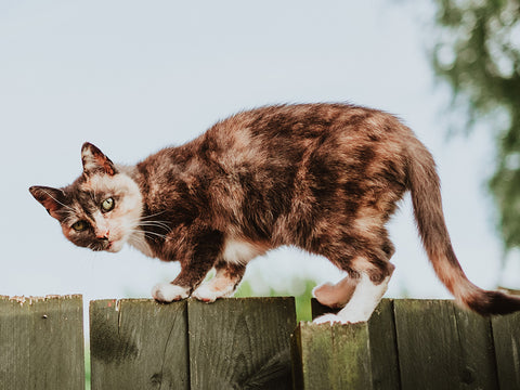 photo of calico cat walking along fence