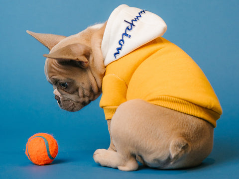 photo of small Frenchie puppy looking at orange ball