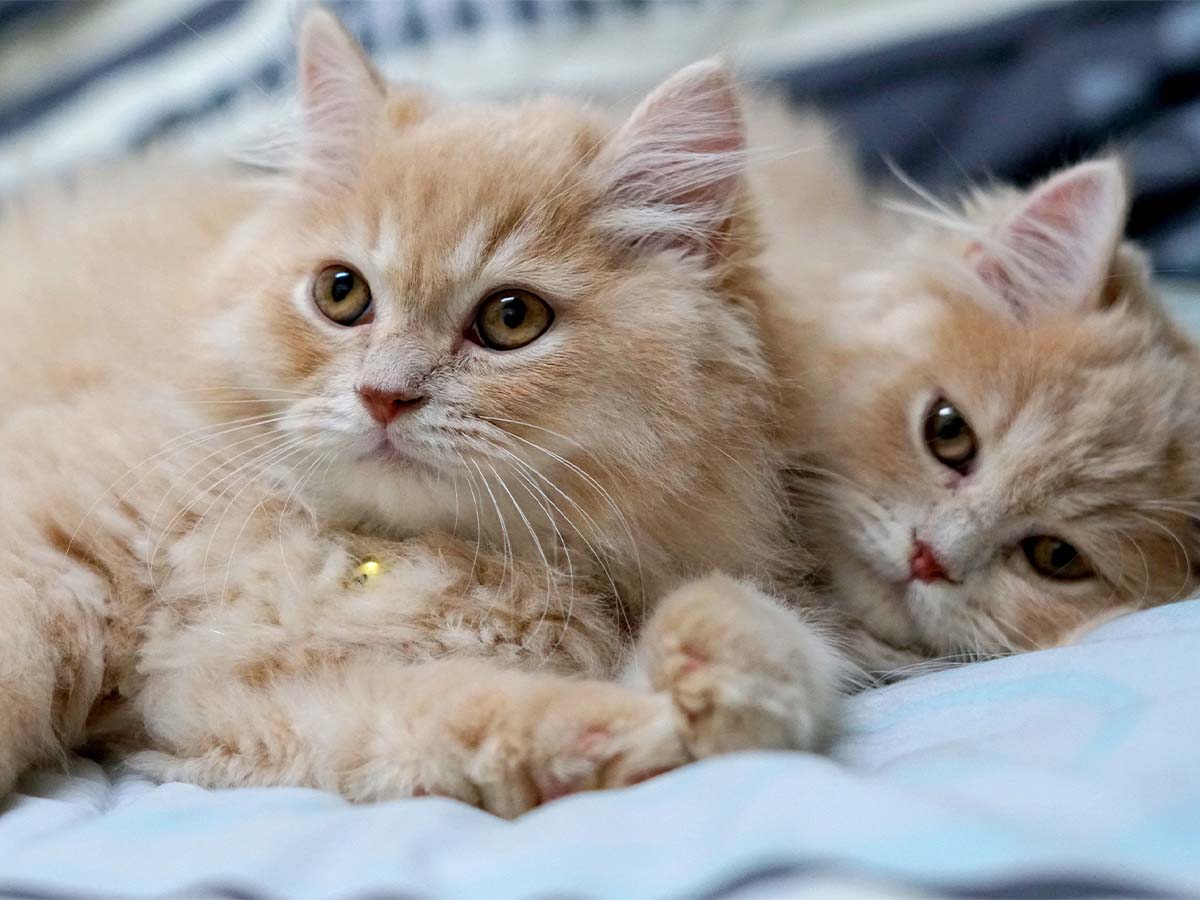 two Persian cats