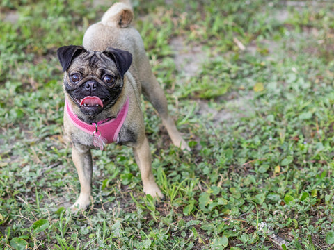 photo of small pug dog with curly tail