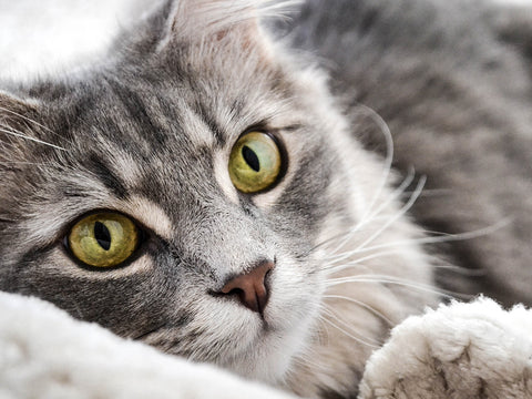 photo of grey cat with green eyes