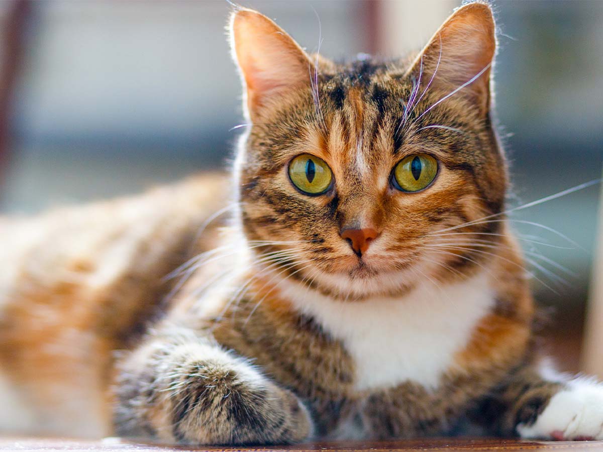 Portrait of an american shorthair tough cat