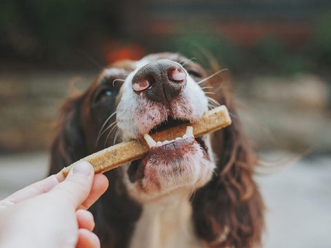 photo of spaniel taking treat from a person's hand