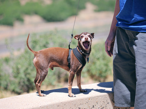 photo of small brown dog yawning