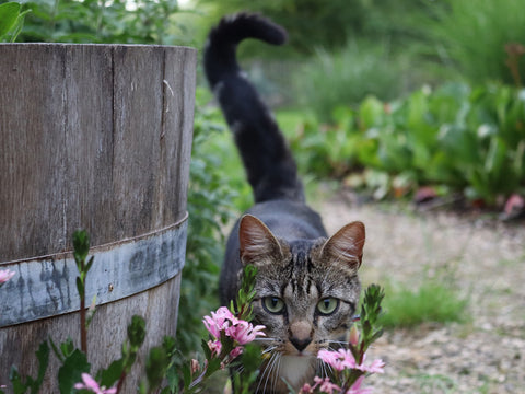 photo of cat with long tail walking along flowers