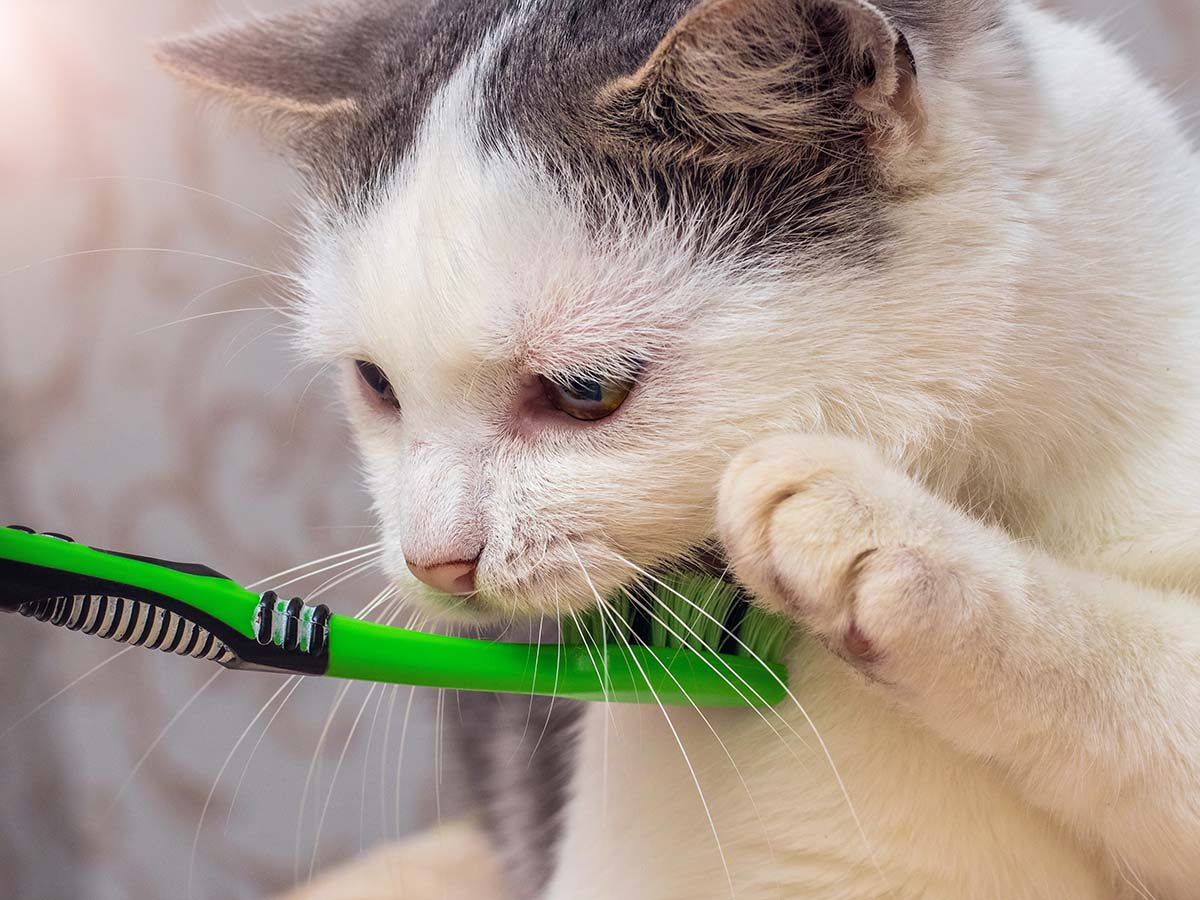 cat with a toothbrush