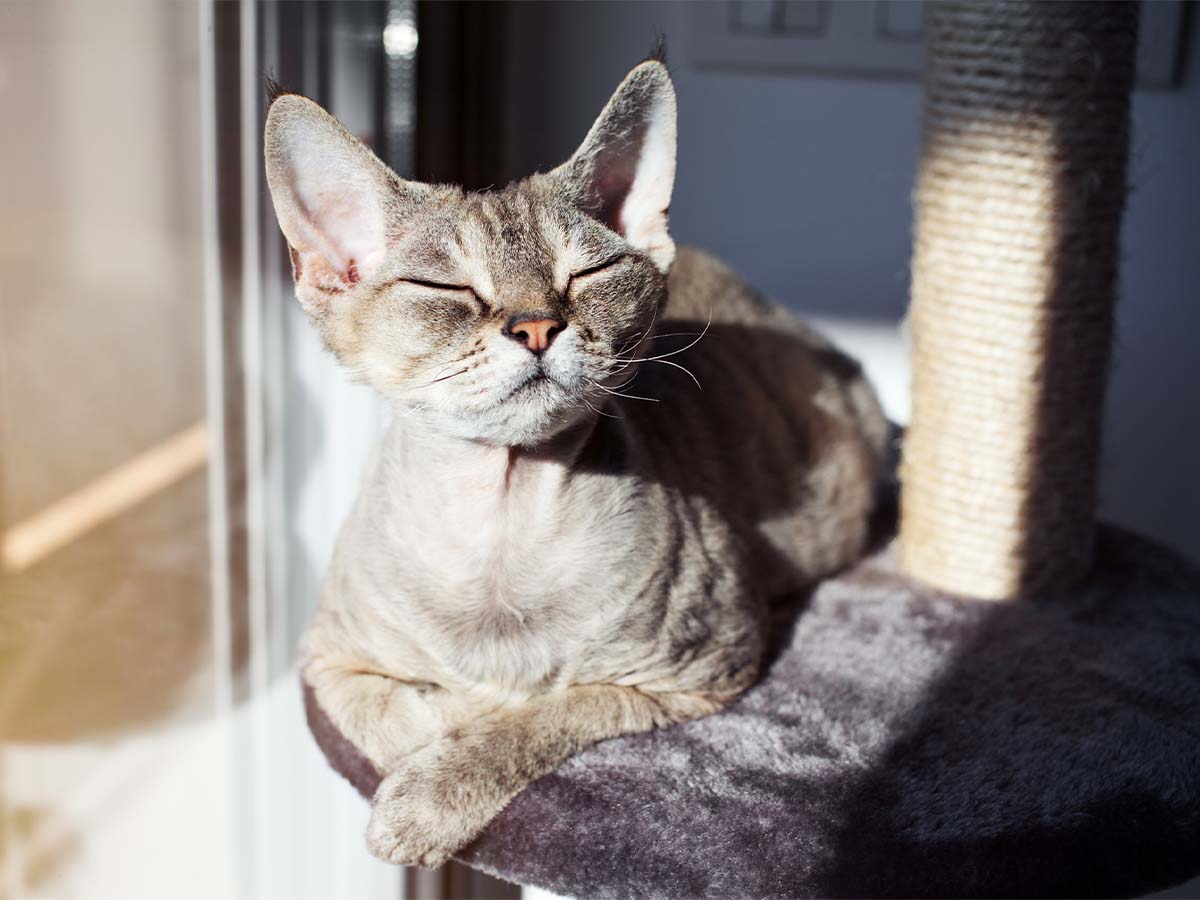 image of a cat lounging on a cat tree