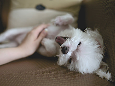 photo of small white dog getting belly scratched
