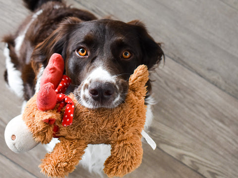 photo of collie playing with a stuffed reindeer