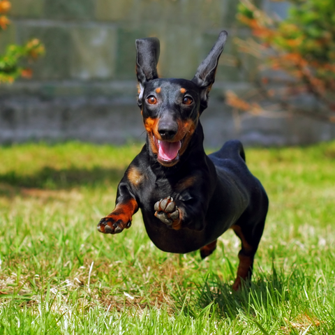 photo of black and brown dachshund running outside