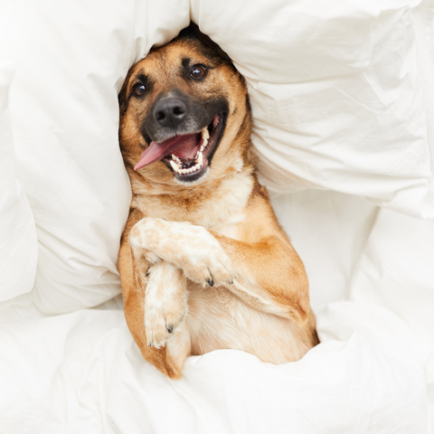 photo of a dog laying in a cozy bed