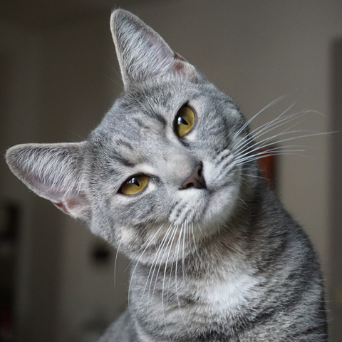 photo of a grey tabby cat