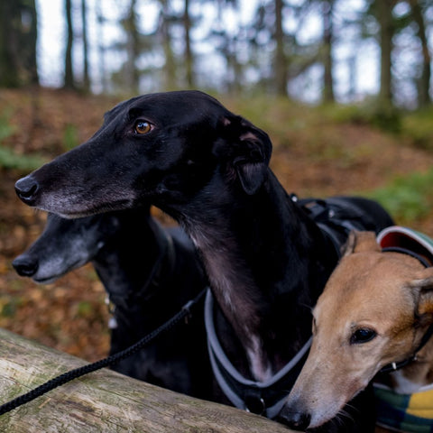 3 dogs on a hike