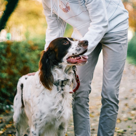 dog on a walk