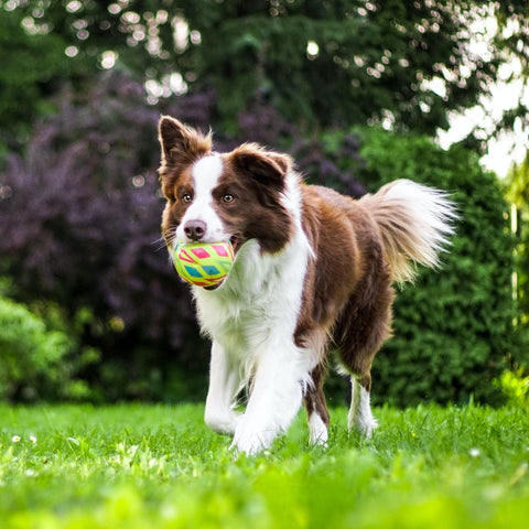 dog outside with ball