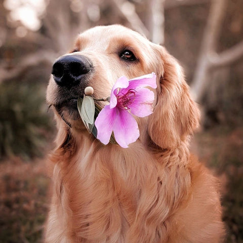 dog with flower in mouth