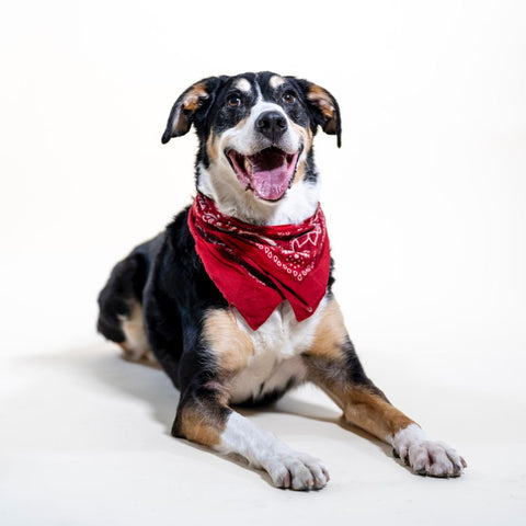 dog wearing bandanna