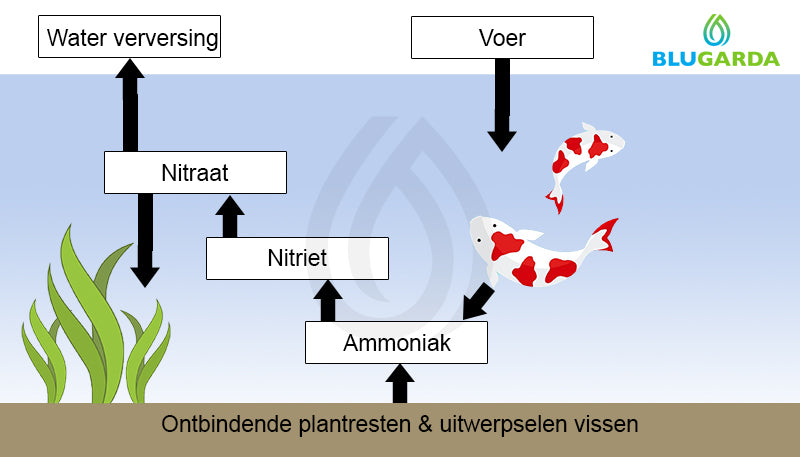 Dessin schématique du cycle de l'azote dans l'étang