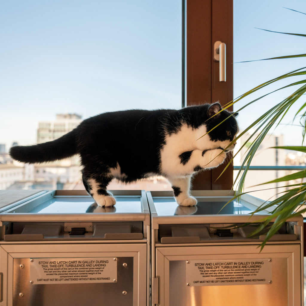 Katze auf Trolley