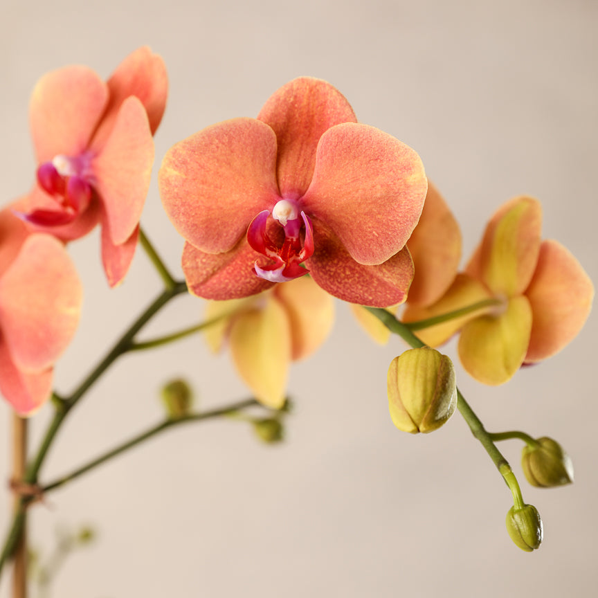 Colored Phalaenopsis Double Spike Orchid – Jardiniere Flowers