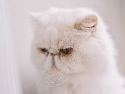 are himalayan persian cats hypoallergenic