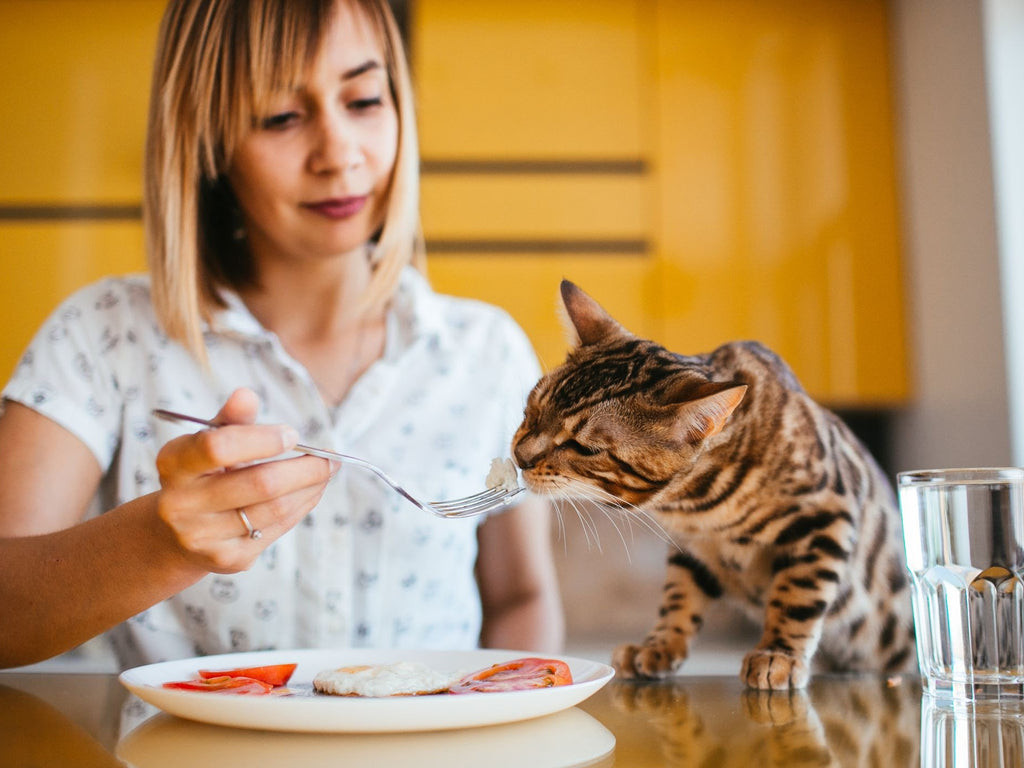The Essentials Of Cat Diet A Detailed Guide On Cat Nutrition