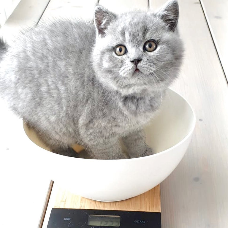 Kitten weight chart in kg—your kitty should weigh THIS much