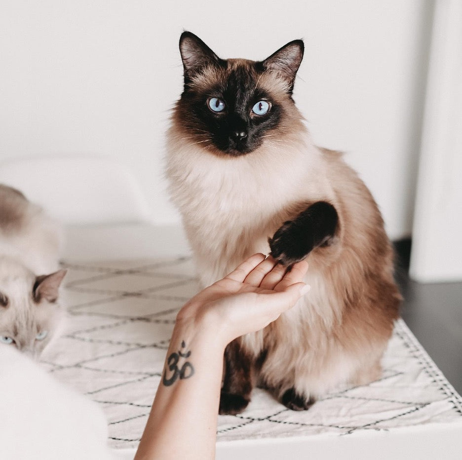 Siamese cat—long-haired specimen characteristics