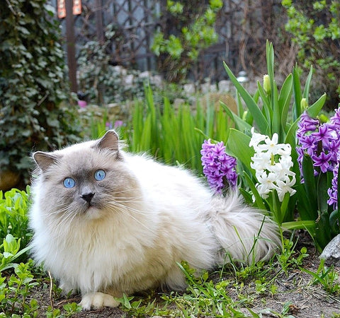 A confused-looking Ragdoll sitting on the ground in a garden of white and purple flowers